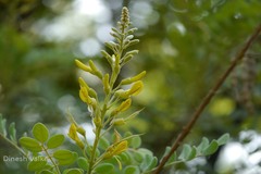 Sophora tomentosa